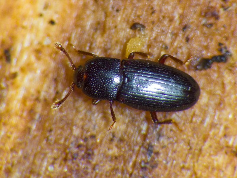 Cerylon histeroides (Fabricius, 1792)